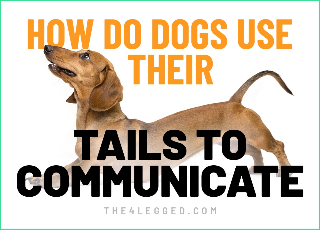 how do dogs use their tails to communicate