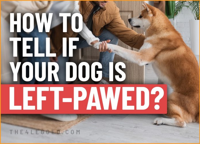 how to tell if your dog is left-pawed