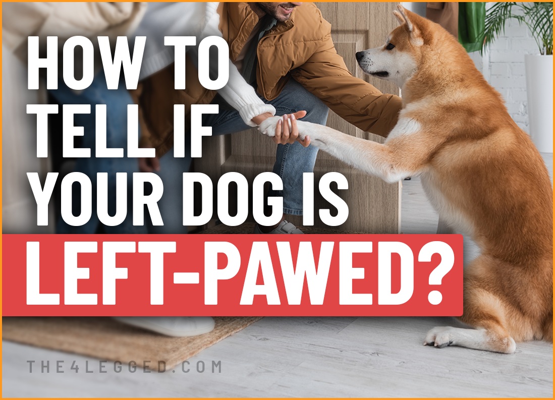 how to tell if your dog is left-pawed