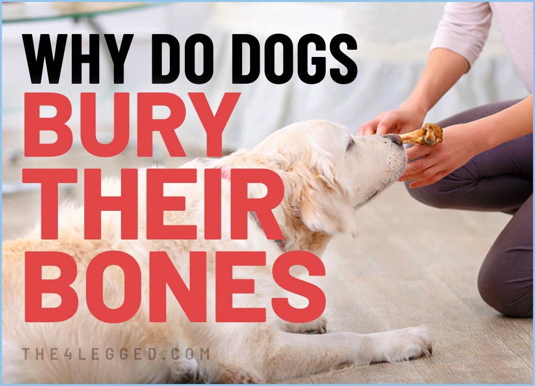 why do dogs bury their bones