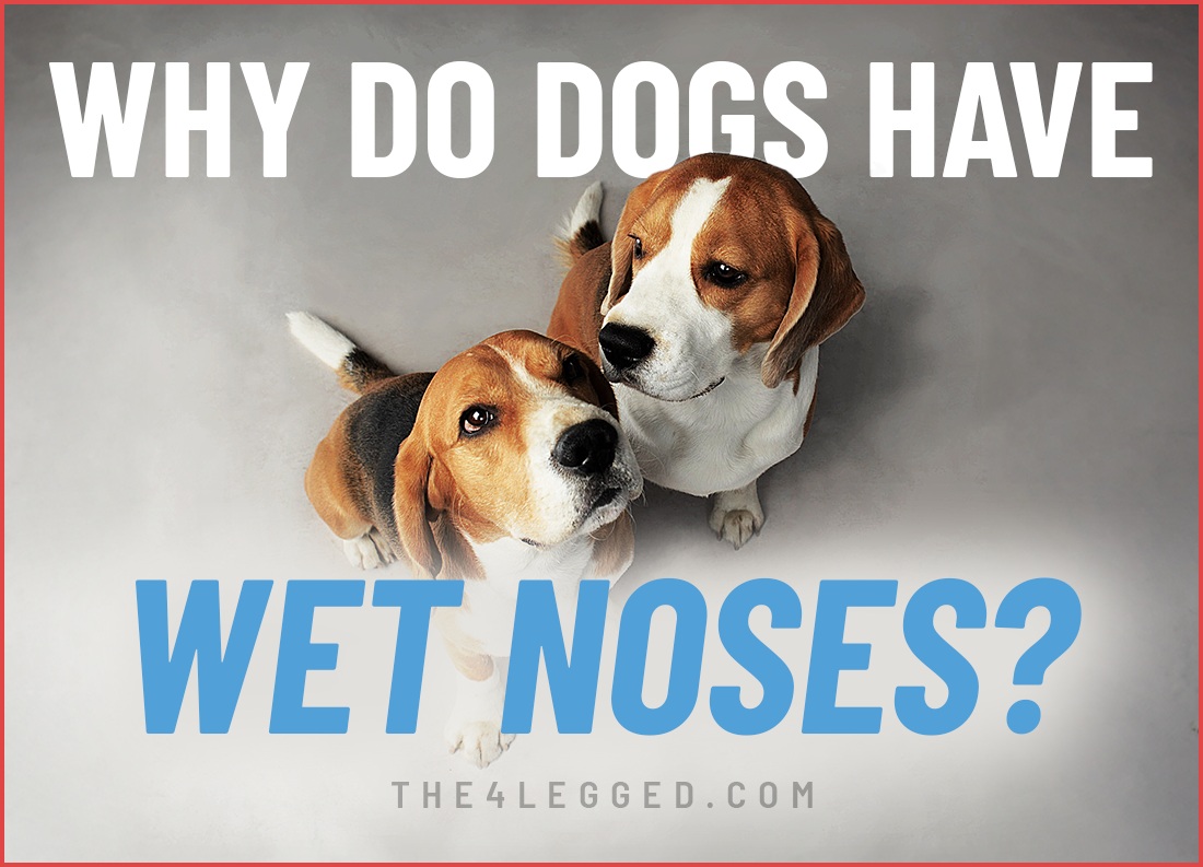 why do dogs have wet noses