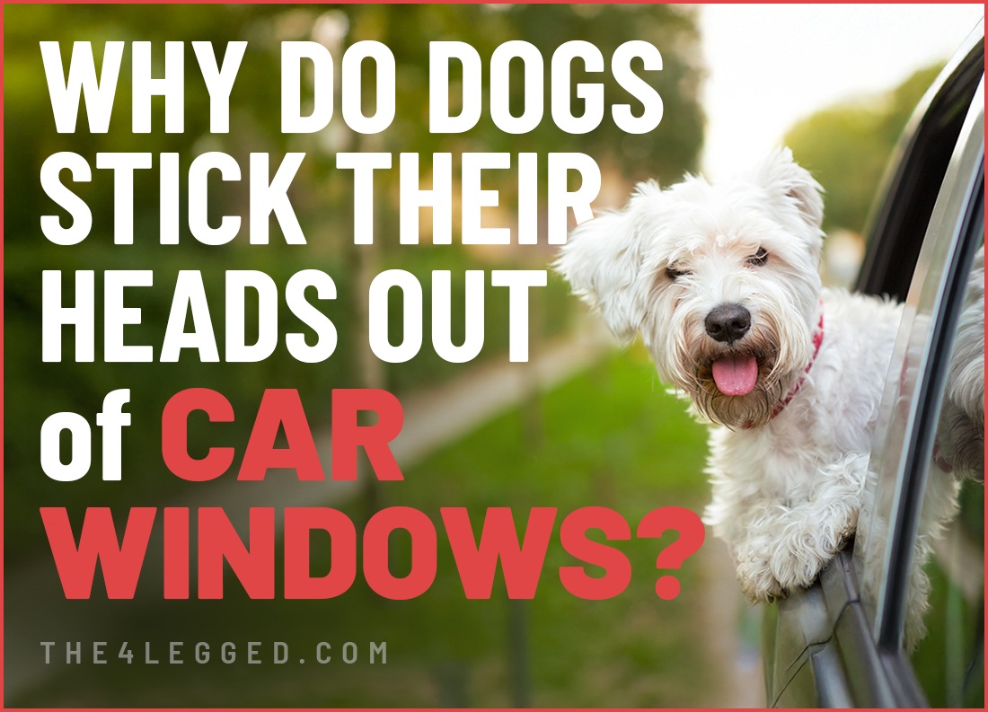 why do dogs stick their heads out of car windows