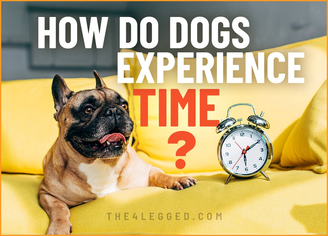 how do dogs experience time
