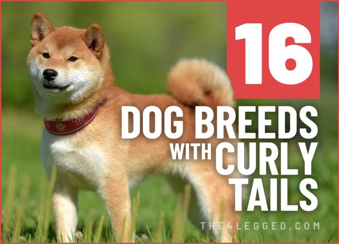 dog breeds with curly tails