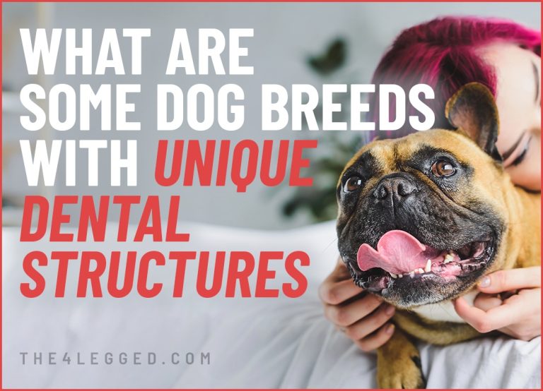 What Are Some Dog Breeds With Unique Dental Structures?