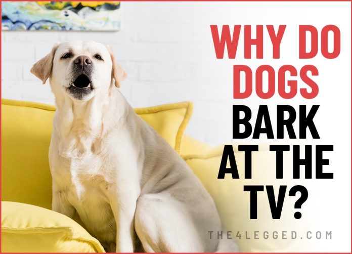 why do dogs bark at the tv