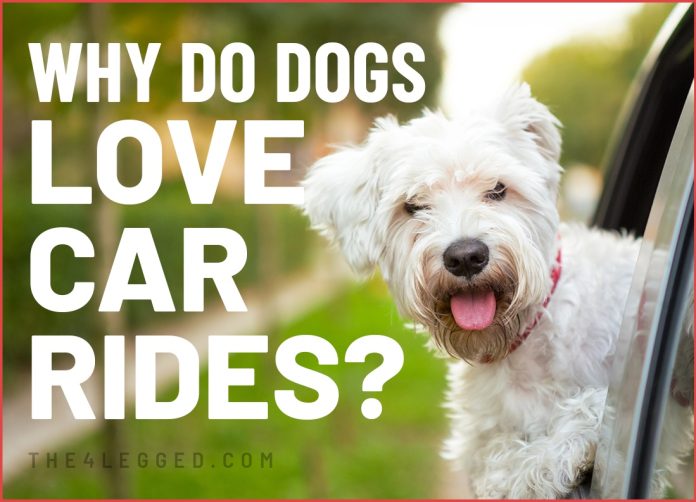 why do dogs love car rides
