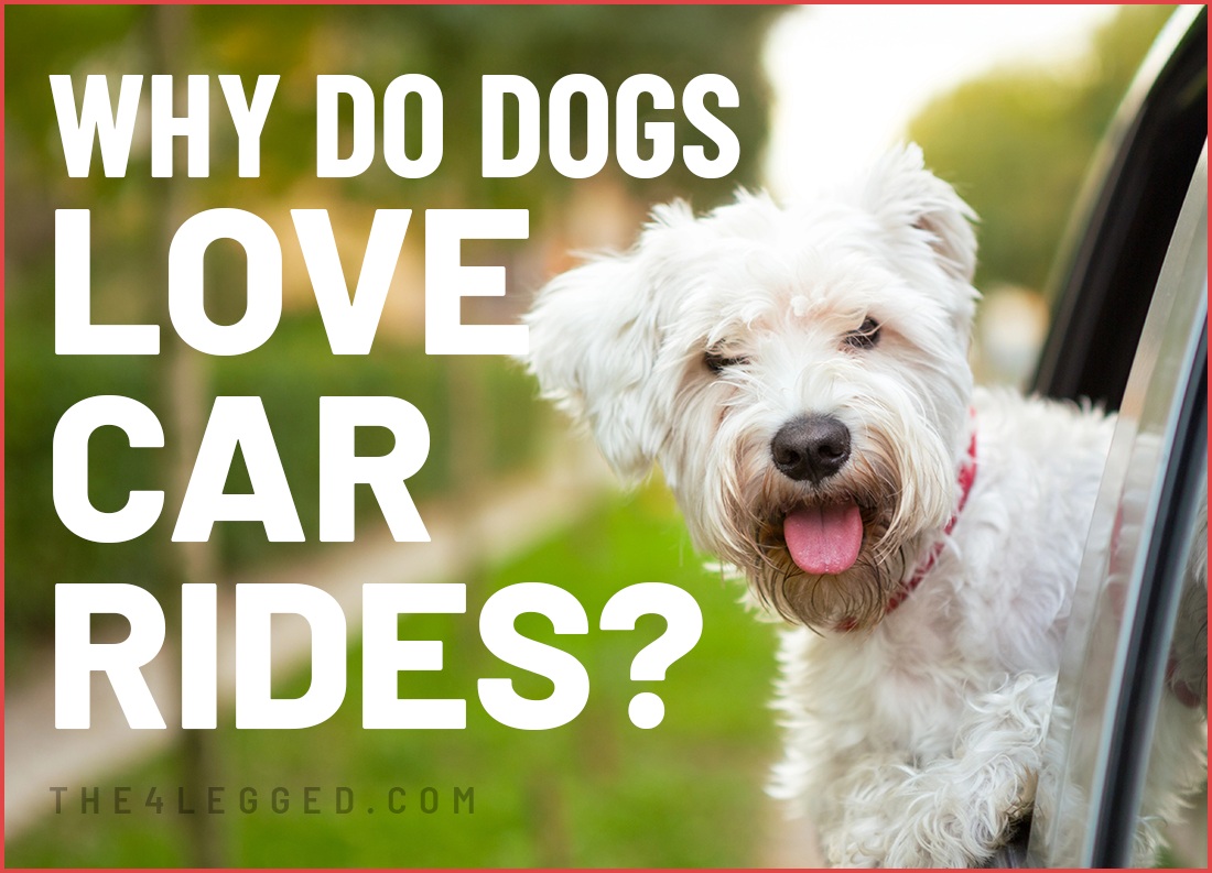 why do dogs love car rides