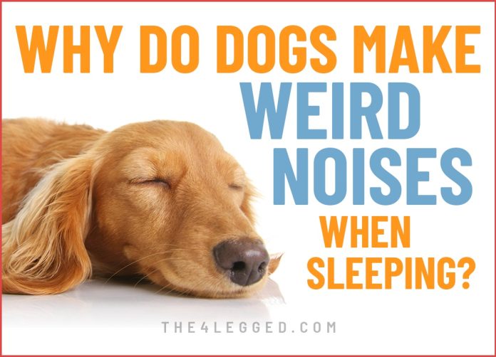why do dogs make weird noises when sleeping