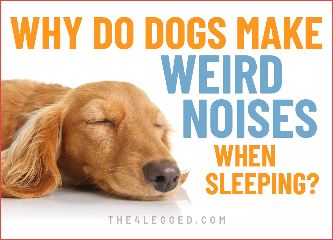 why do dogs make weird noises when sleeping