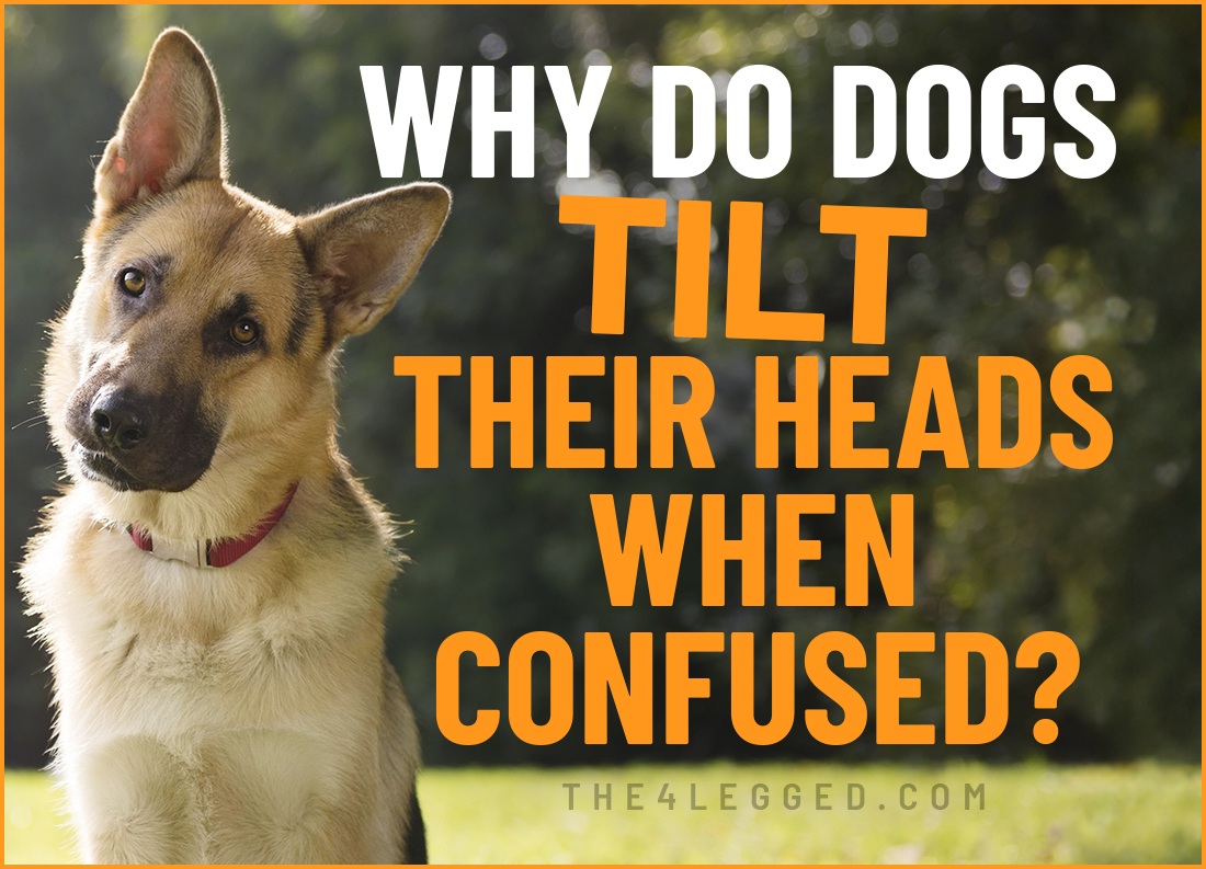 why do dogs tilt their heads when confused