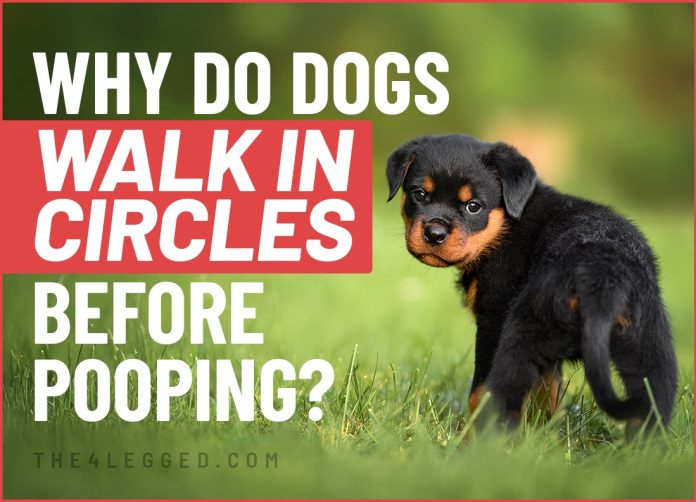 why do dogs walk in circles before pooping