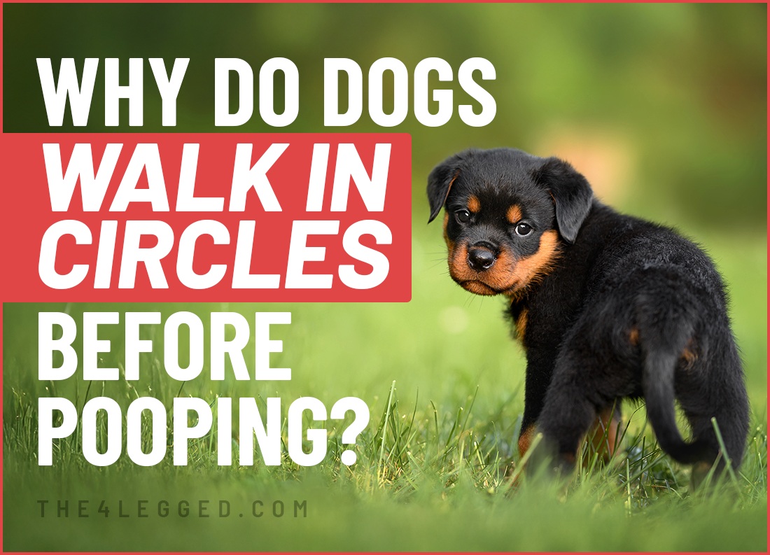 why do dogs walk in circles before pooping
