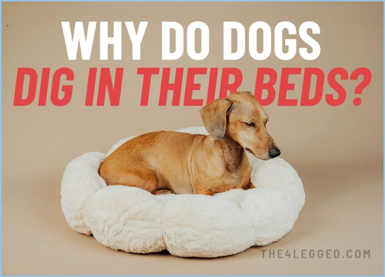 Why Do Dogs Dig in Their Beds?