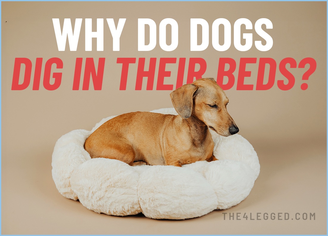why do dogs dig in their beds