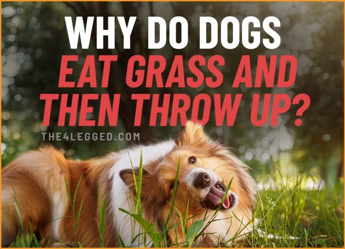 why do dogs eat grass and then throw up