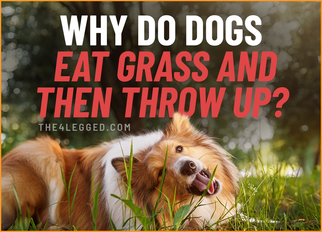 why do dogs eat grass and then throw up