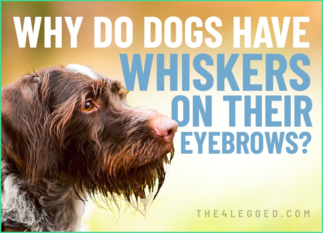 why do dogs have whiskers on their eyebrows