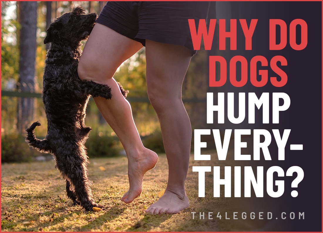 why do dogs hump everything