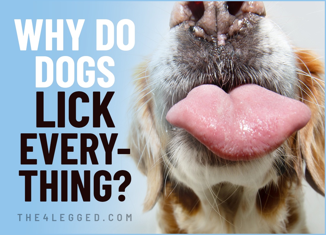 why do dogs lick everything