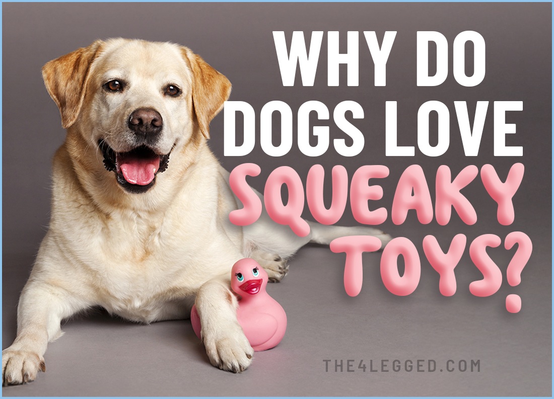 why do dogs love squeaky toys