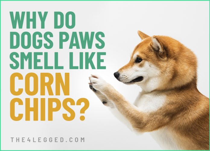 why do dogs' paws smell like corn chips