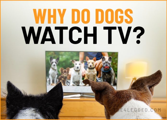 why do dogs watch tv