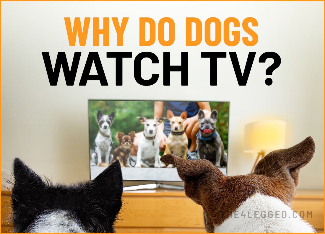 why do dogs watch tv