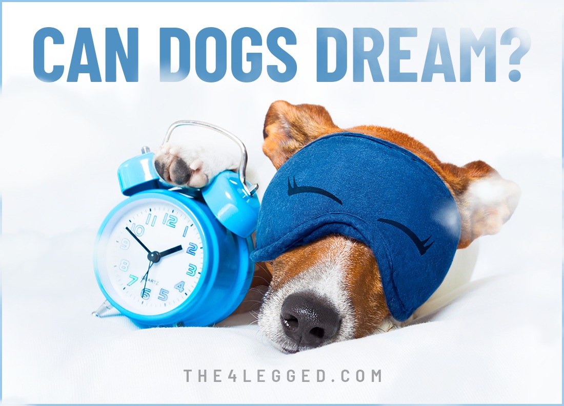 can dogs dream