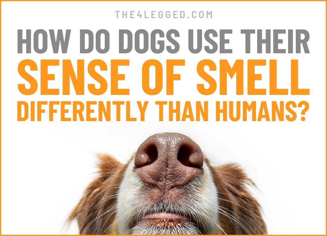 how do dogs use their sense of smell differently than humans