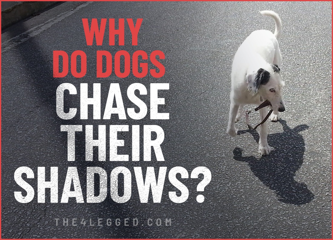 why do dogs chase their shadows