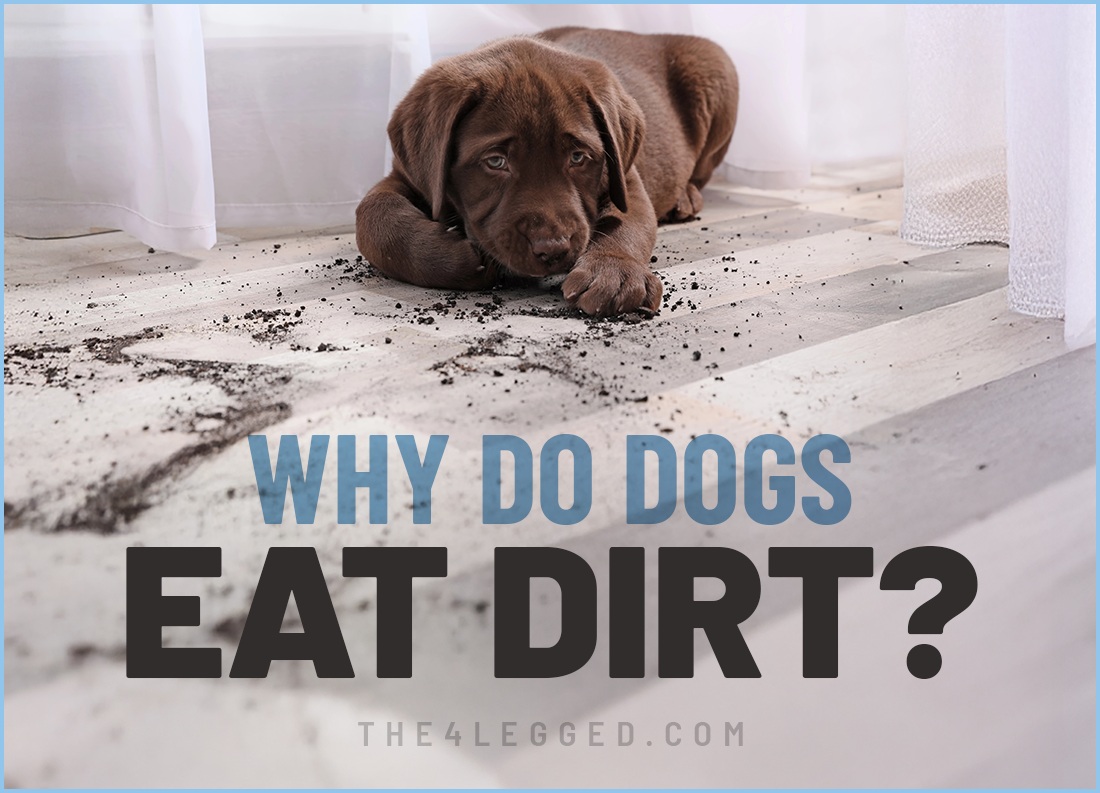 why do dogs eat dirt