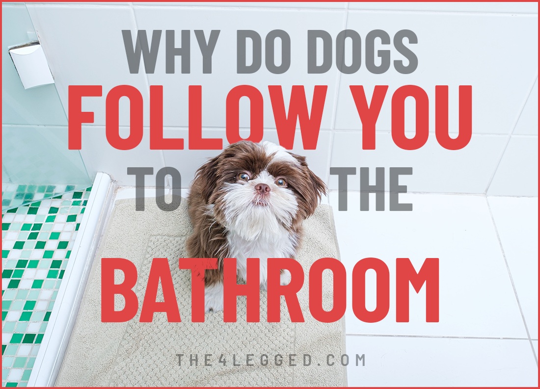 why do dogs follow you to the bathroom