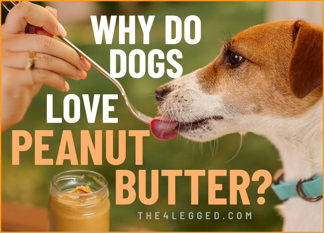 why do dogs love peanut butter