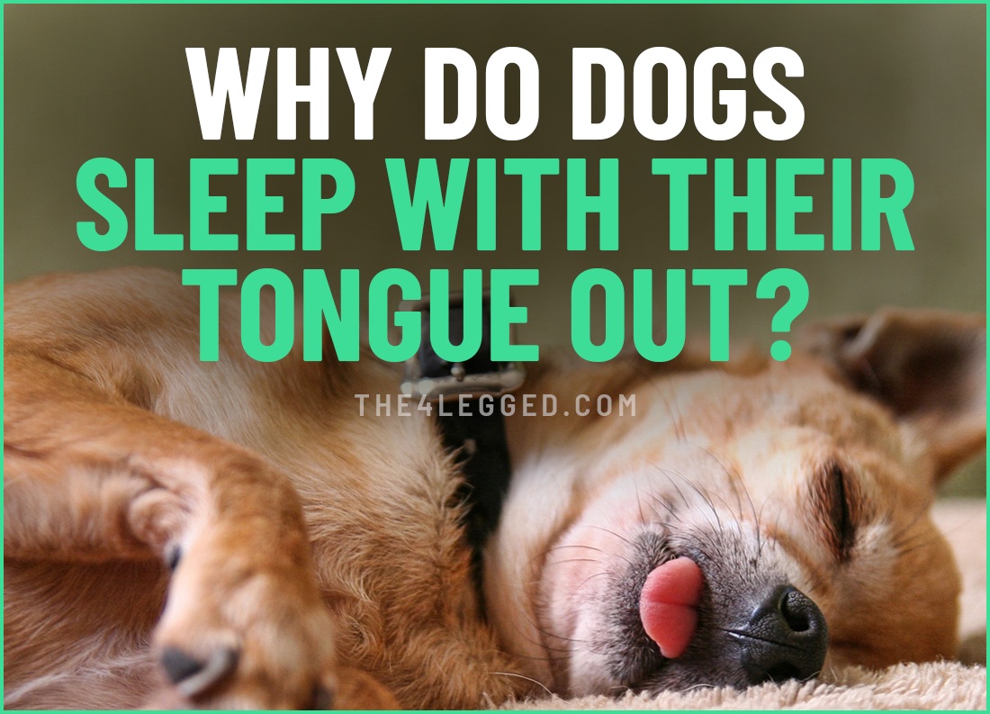 why do dogs sleep with their tongue out