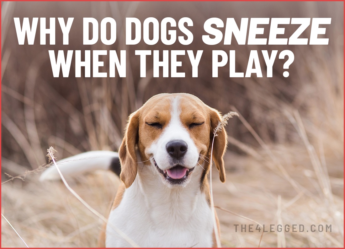 why do dogs sneeze when they play