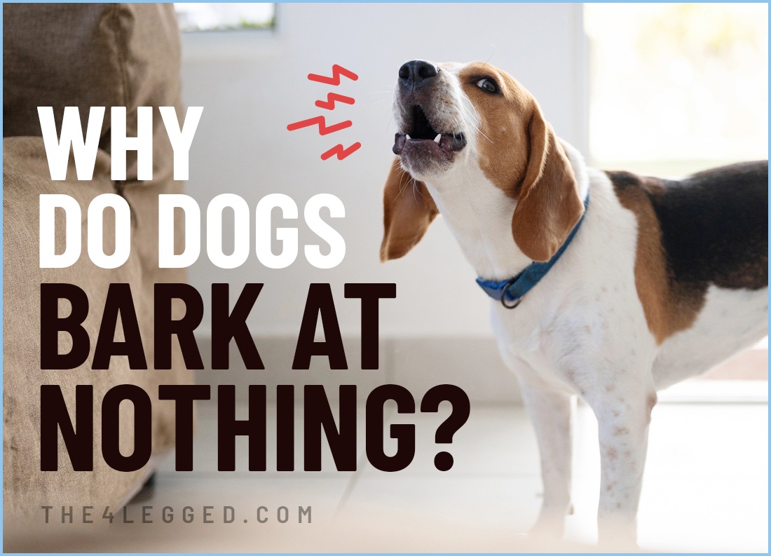 why do dogs bark at nothing