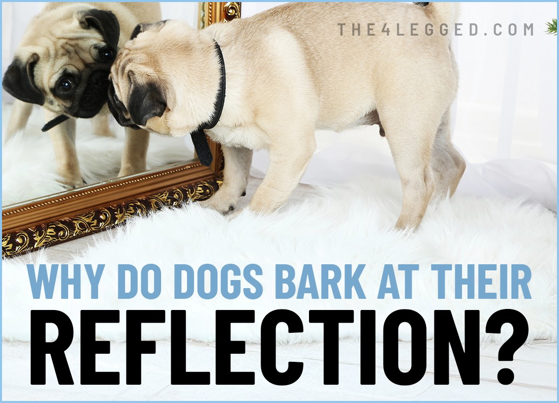 why do dogs bark at their reflection