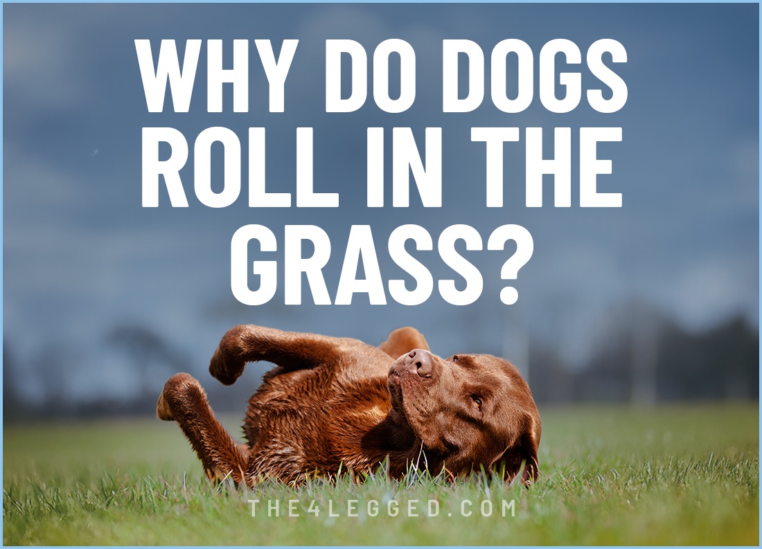 why do dogs roll in the grass