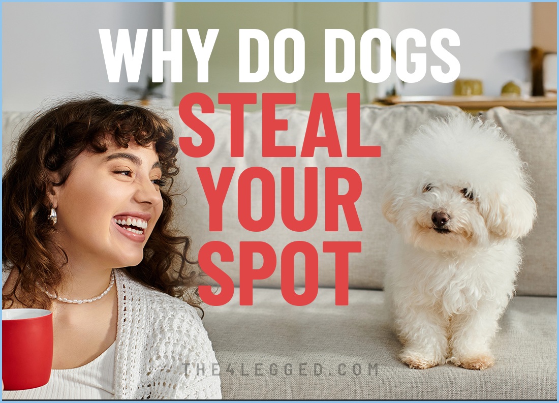 why do dogs steal your spot