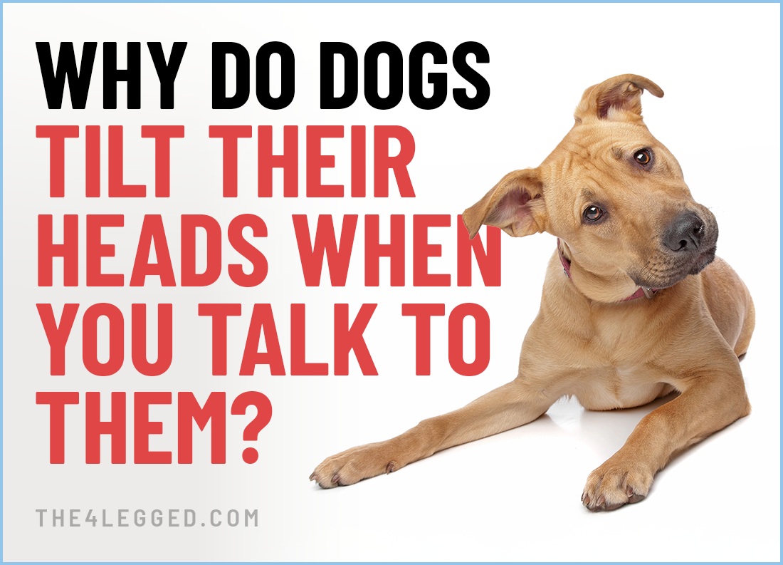 why do dogs tilt their heads when you talk to them