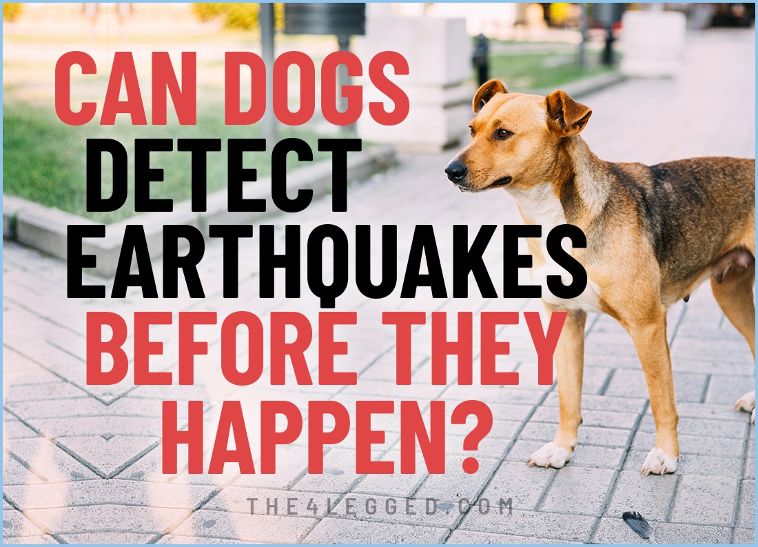 can dogs detect earthquakes before they happen