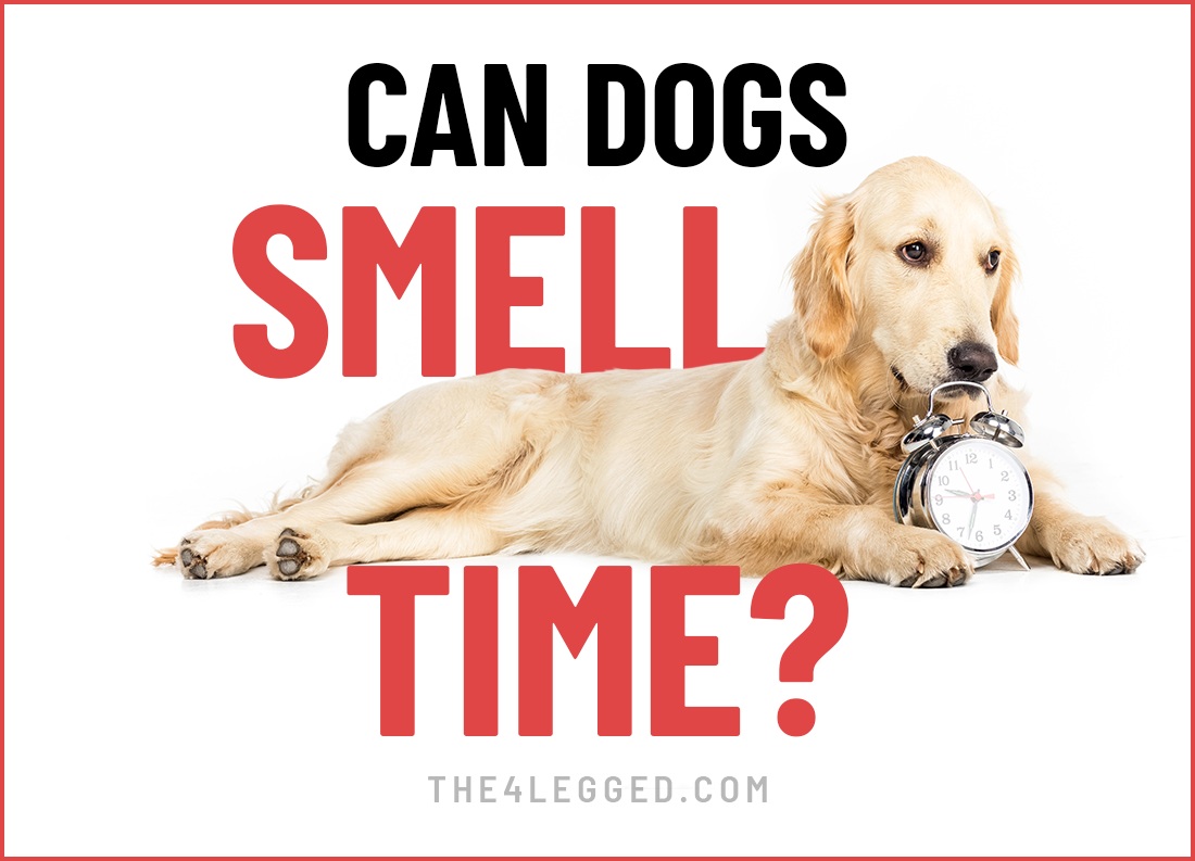 can dogs smell time