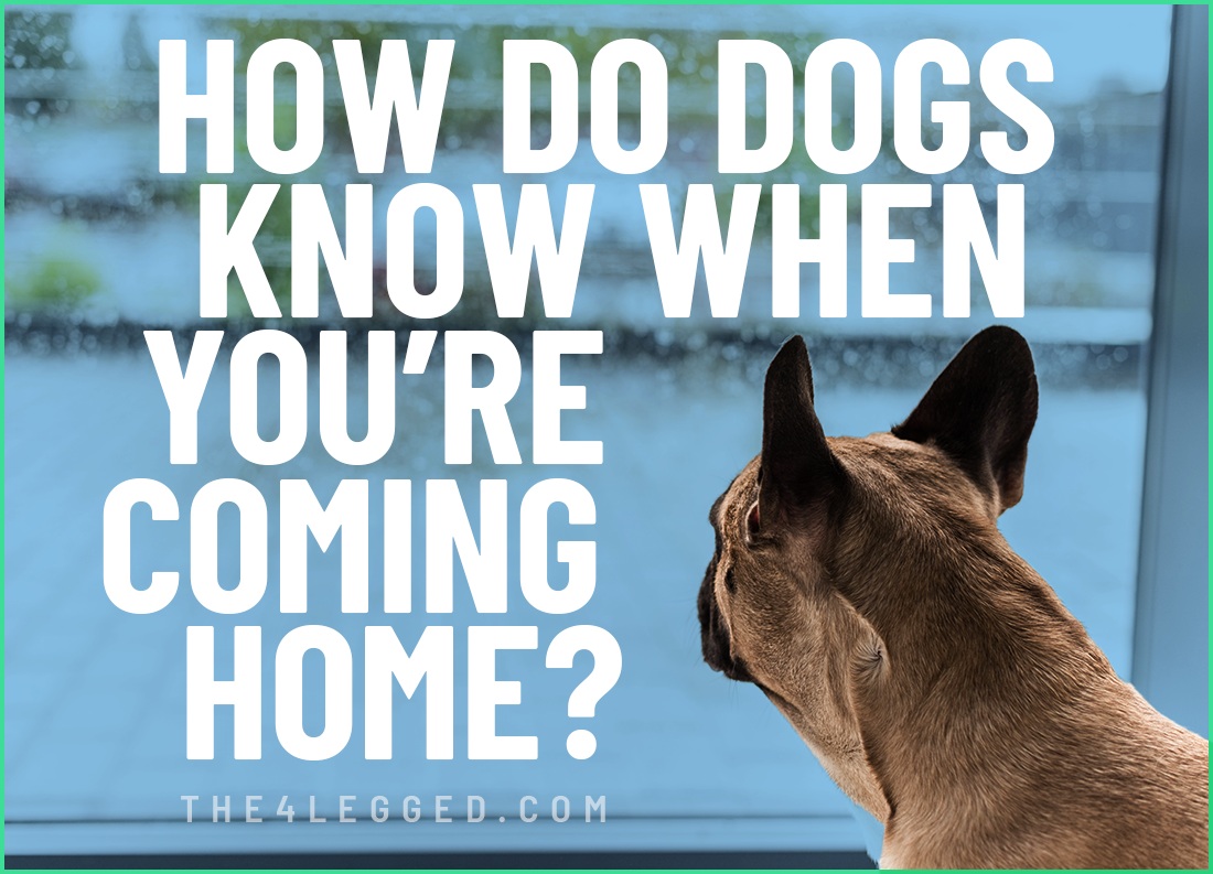 how do dogs know when you're coming home