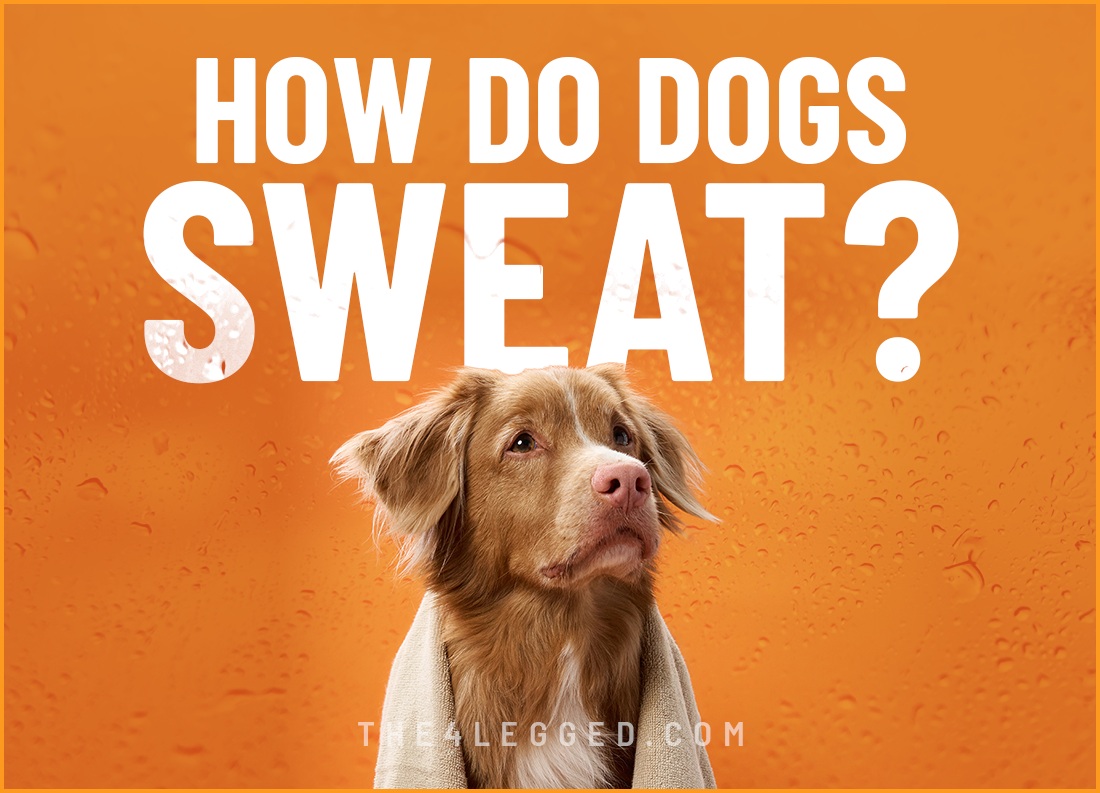 how do dogs sweat