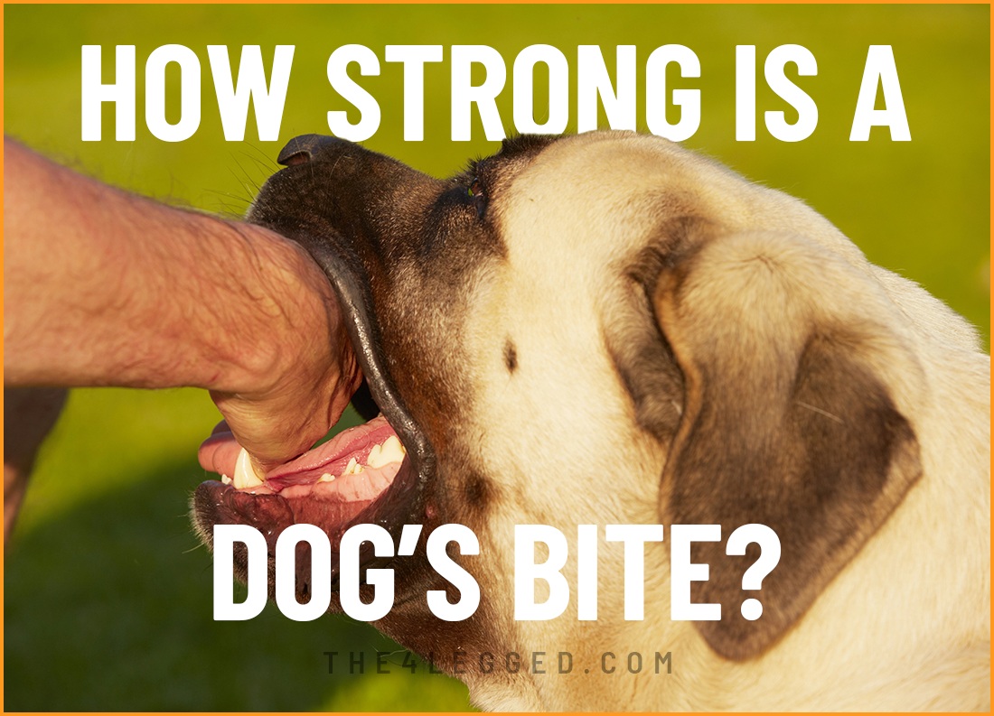 how strong is a dog's bite