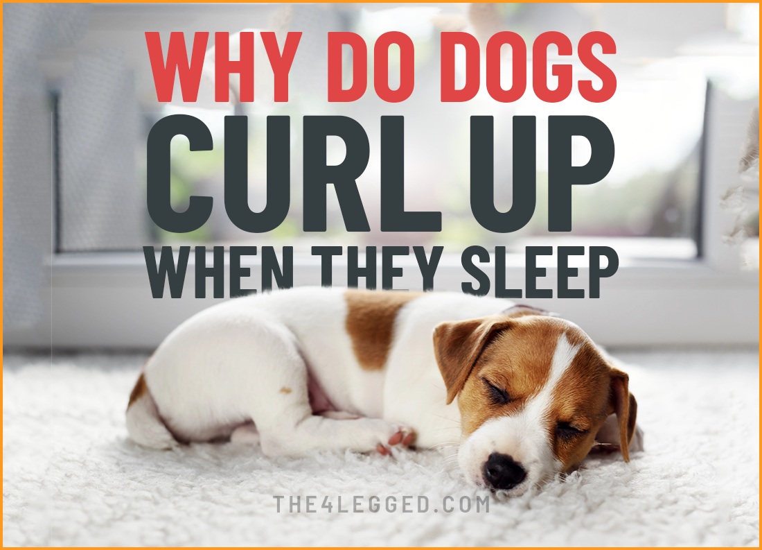 why do dogs curl up when they sleep