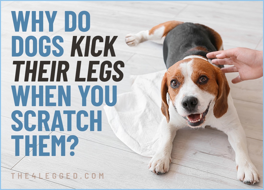 why do dogs kick their legs when you scratch them