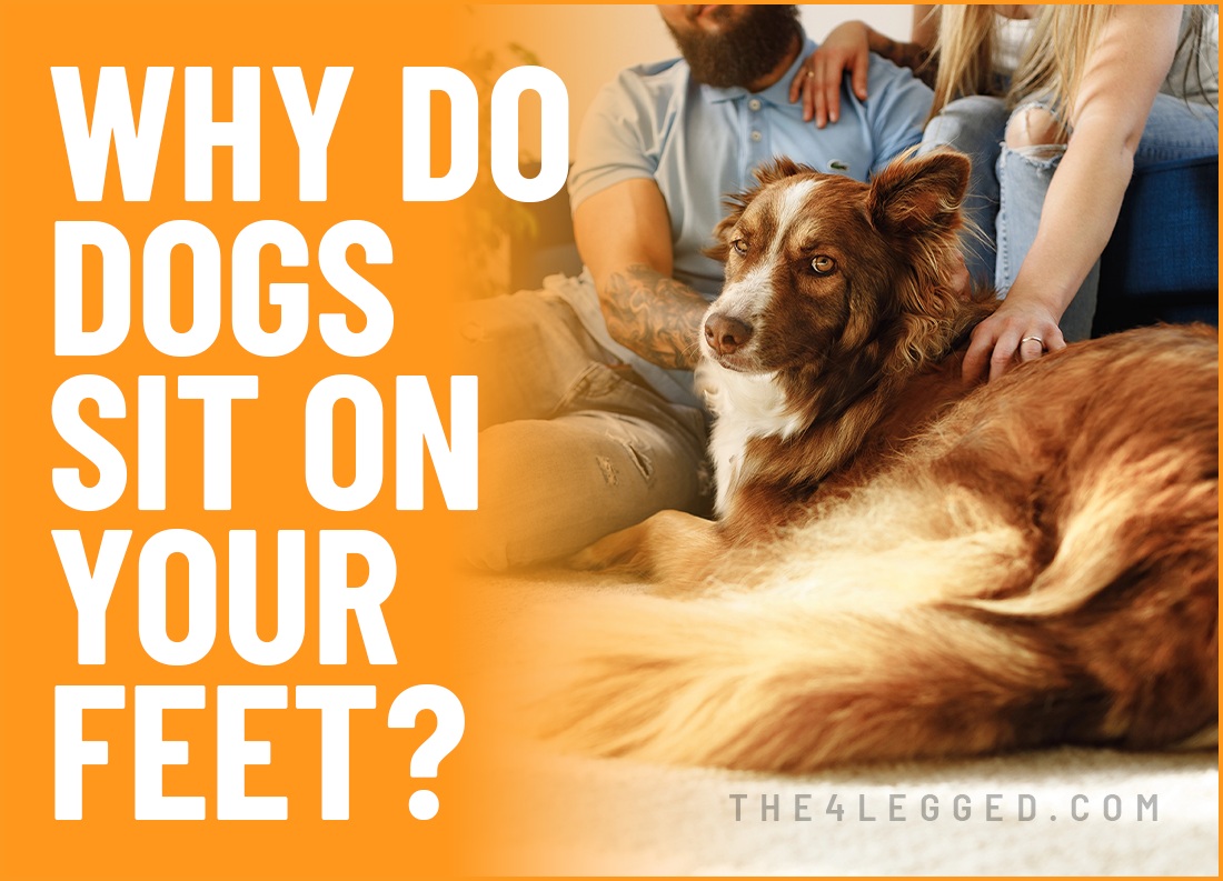 why do dogs sit on your feet