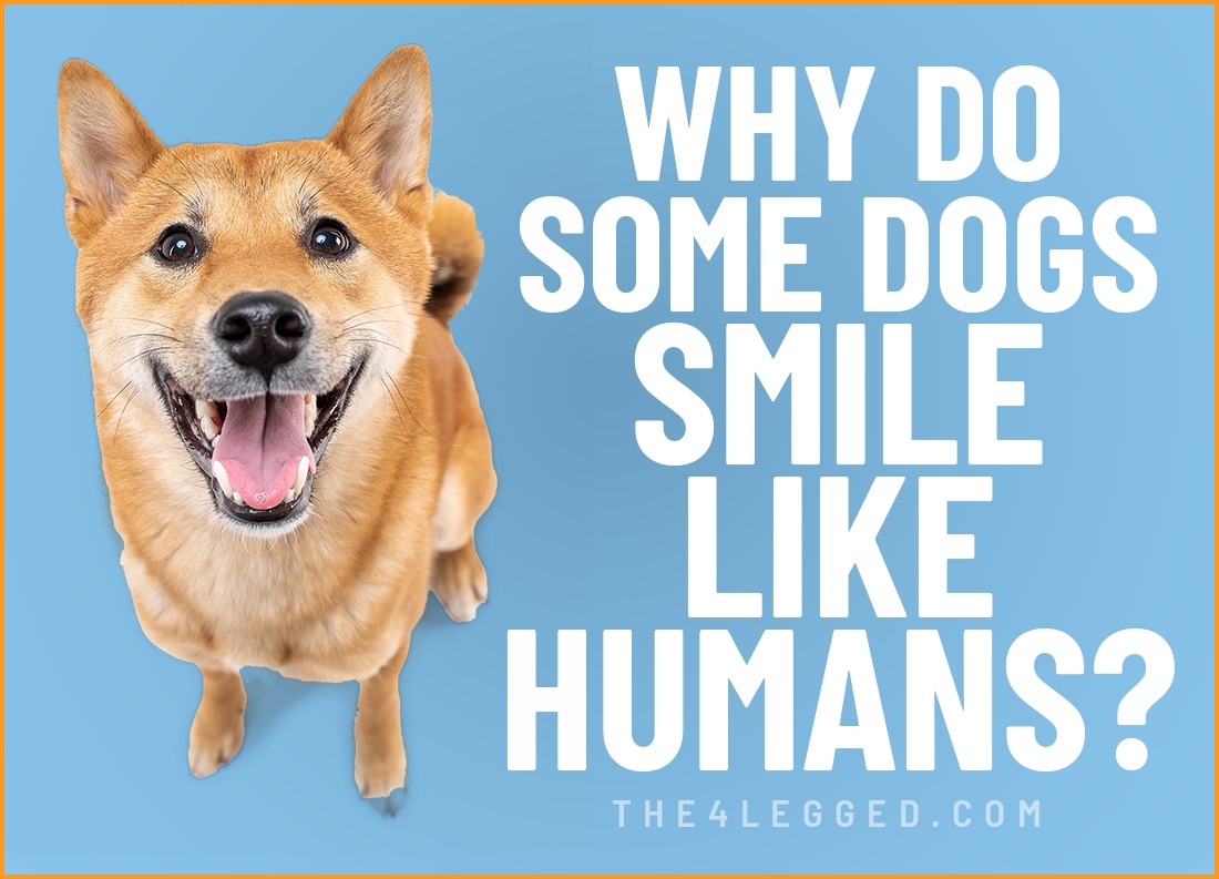 why do some dogs smile like humans